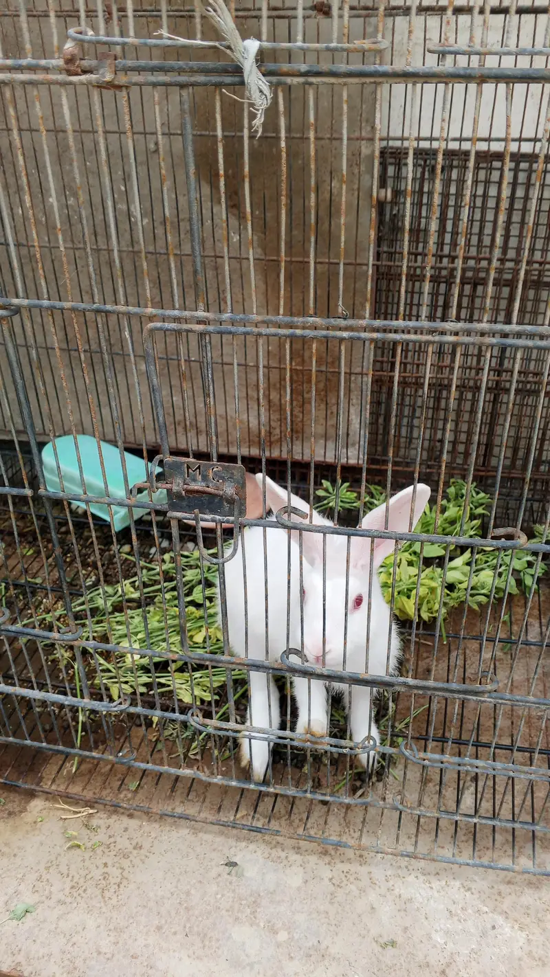 Rabbits  urgent sale. — photo 4