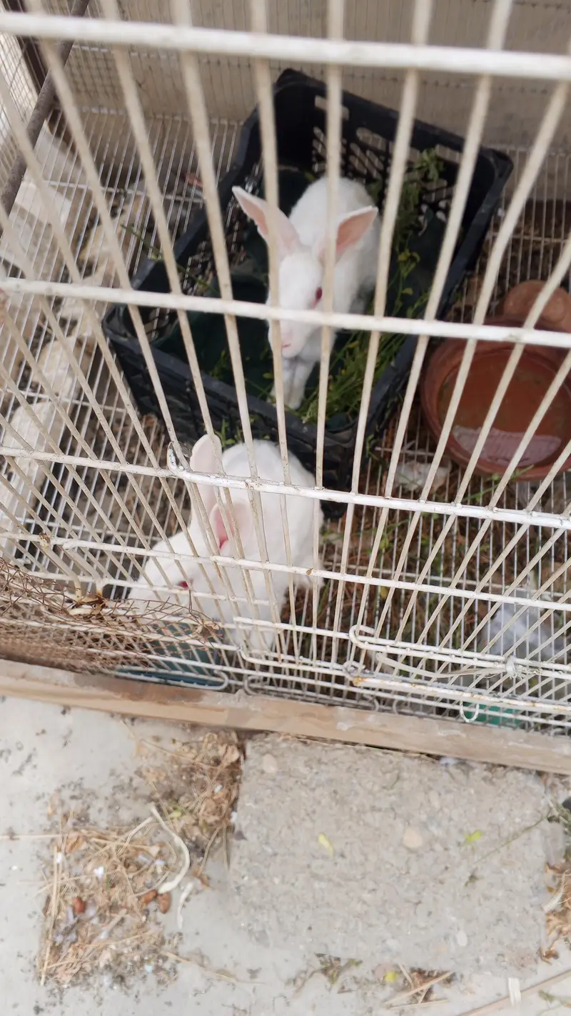 Rabbits  urgent sale. — photo 5