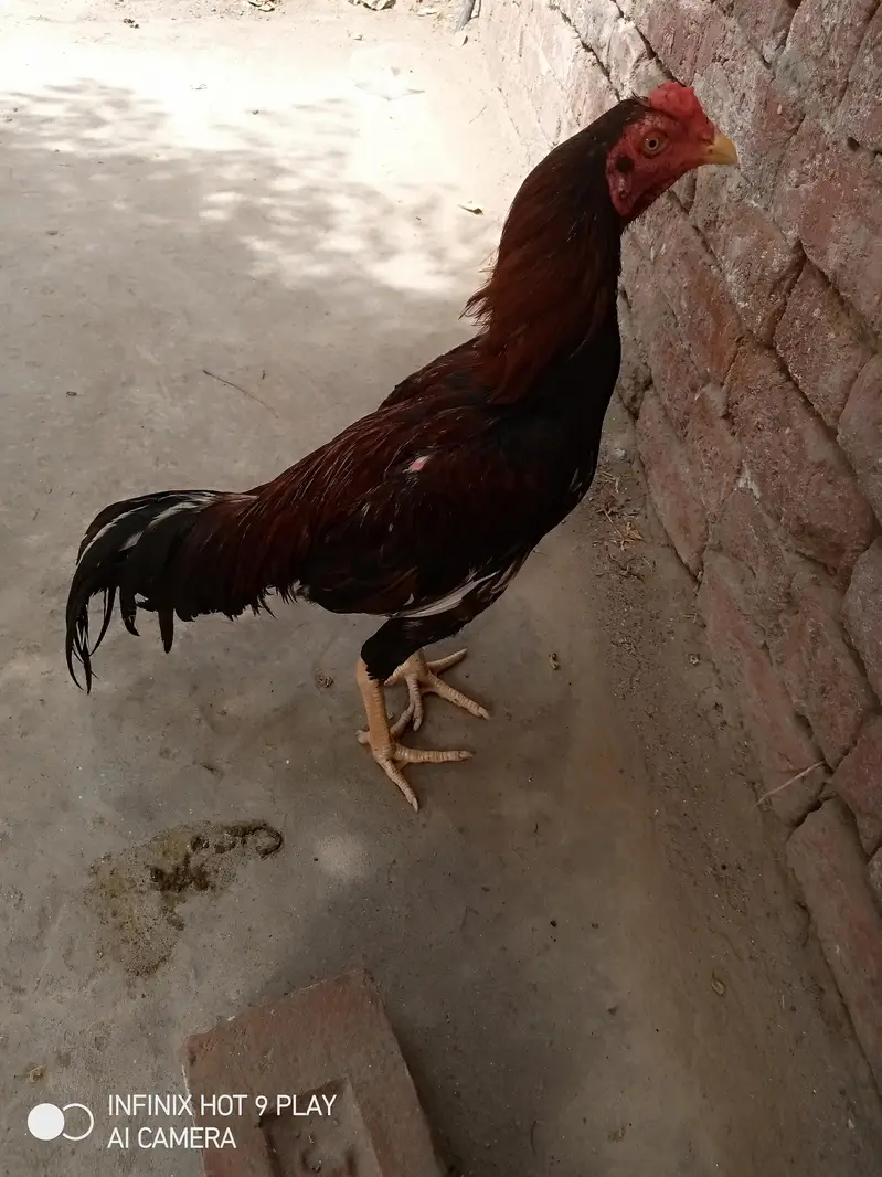 pure assel hai pure mainwali hai high quality urgent for 03024453110 — photo 2