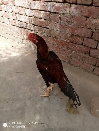 pure assel hai pure mainwali hai high quality urgent for 03024453110