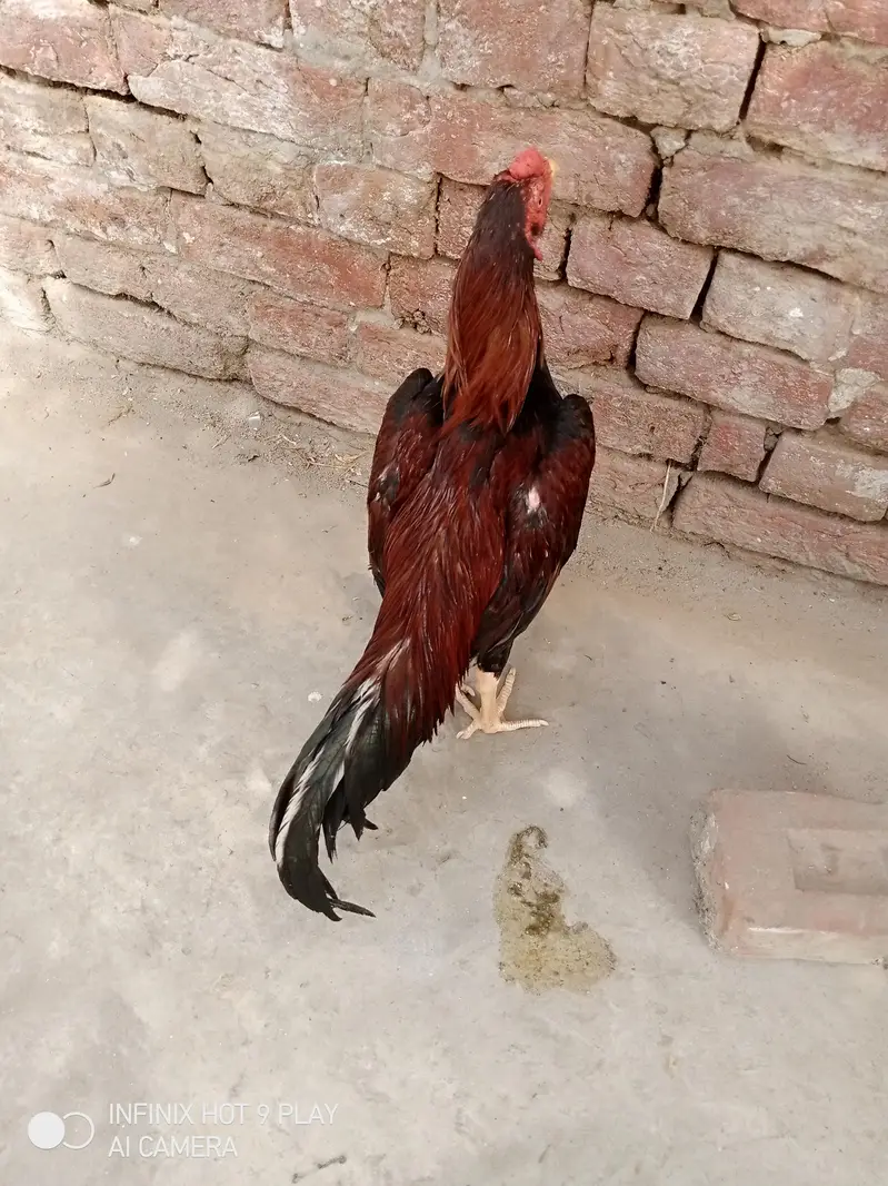 pure assel hai pure mainwali hai high quality urgent for 03024453110 — photo 3
