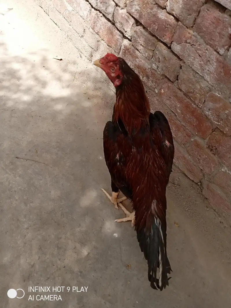 pure assel hai pure mainwali hai high quality urgent for 03024453110 — photo 5