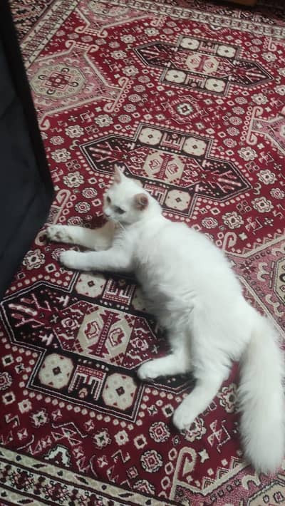 Persain cat
