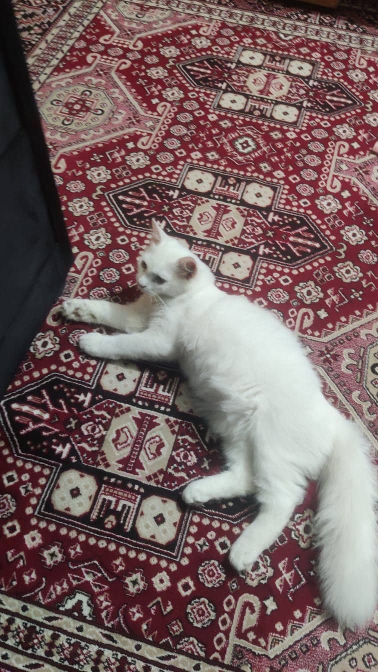 Persain cat 0