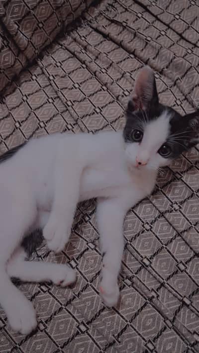  Cute 3 Months Female Black & White Cat for Sale
