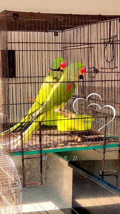 Talking Raw Parrots for sale