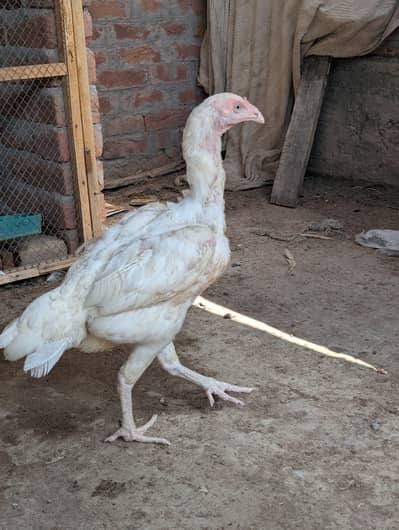 white female