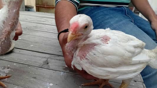 indain parrot beak chick