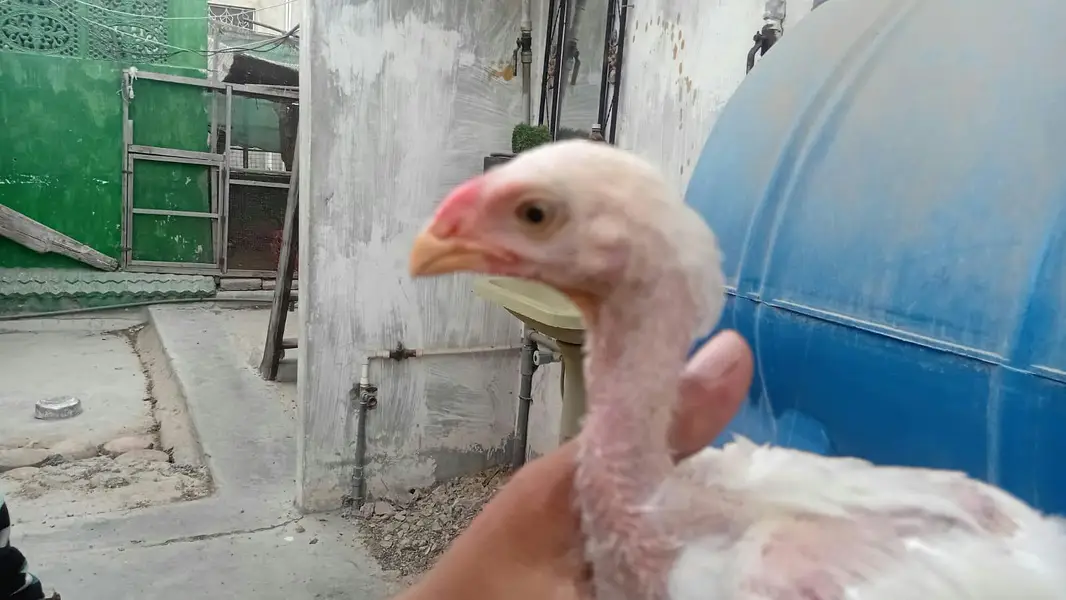 indain parrot beak chick — photo 3