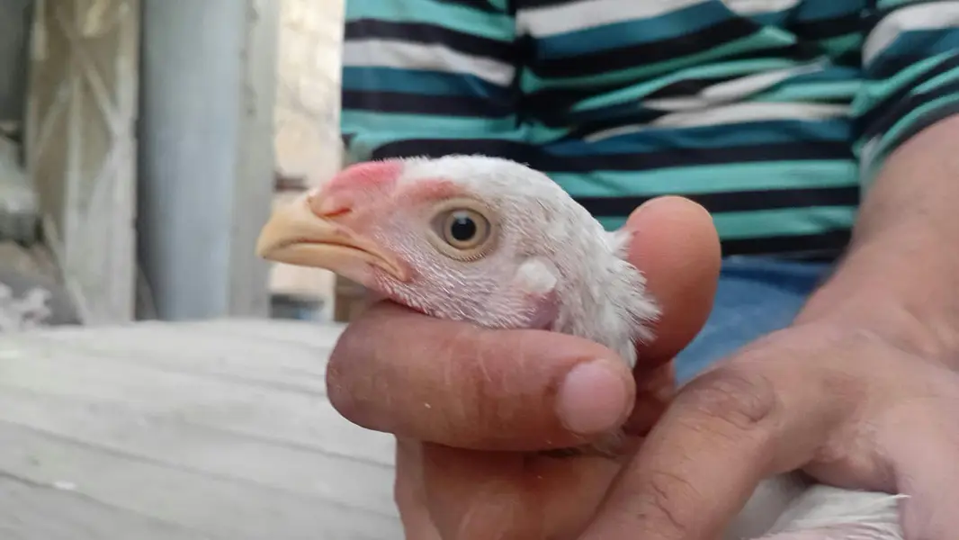 indain parrot beak chick — photo 5
