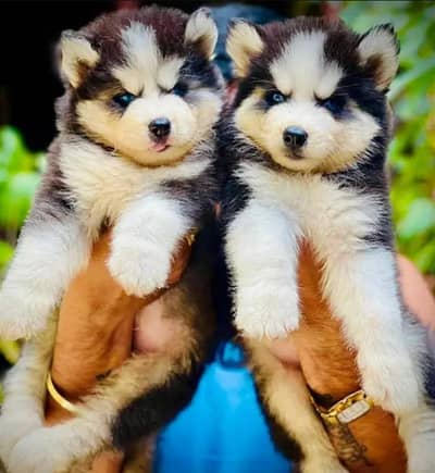 Husky | Siberian Husky | Wolly Coat Odd Eyes Huksy | Husky For Sale