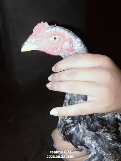 Black Aseel Murgha For Sale