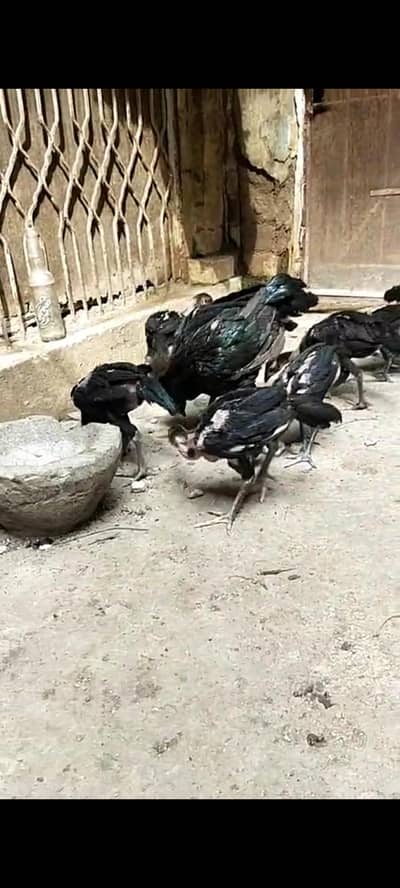 Thai aseeli panus pakoya chicks  pure full black
