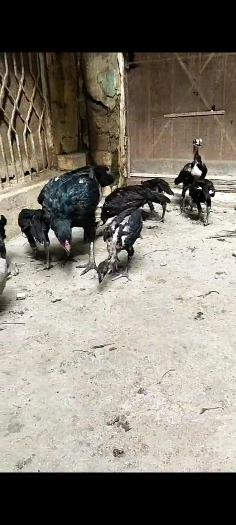 Thai aseeli panus pakoya chicks  pure full black — photo 2