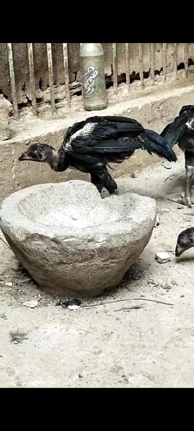 Thai aseeli panus pakoya chicks  pure full black — photo 3