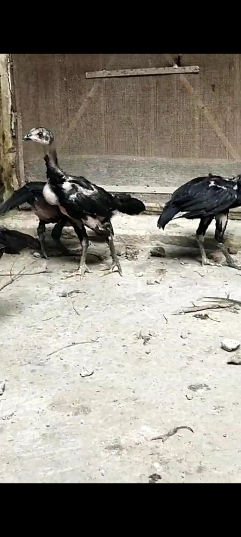 Thai aseeli panus pakoya chicks  pure full black — photo 4