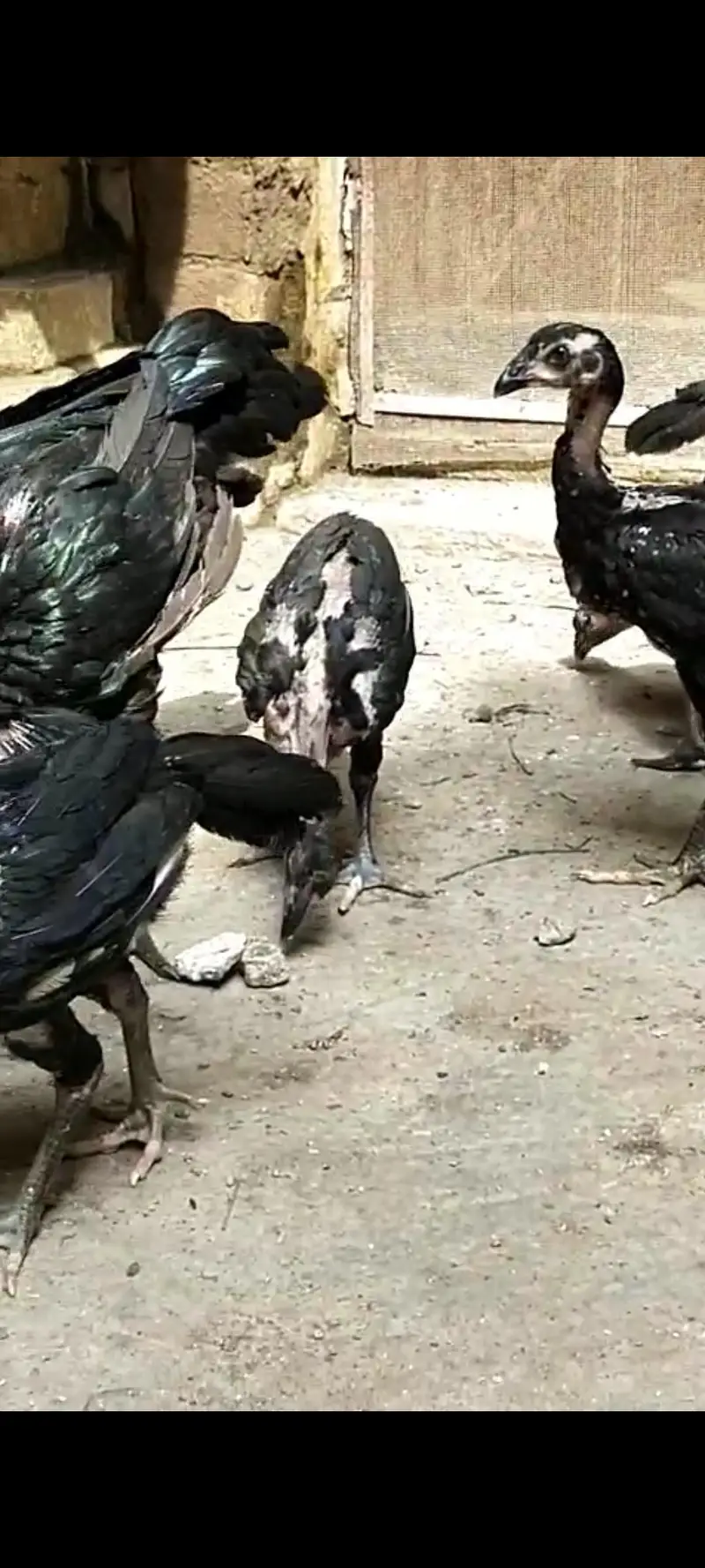 Thai aseeli panus pakoya chicks  pure full black — photo 5