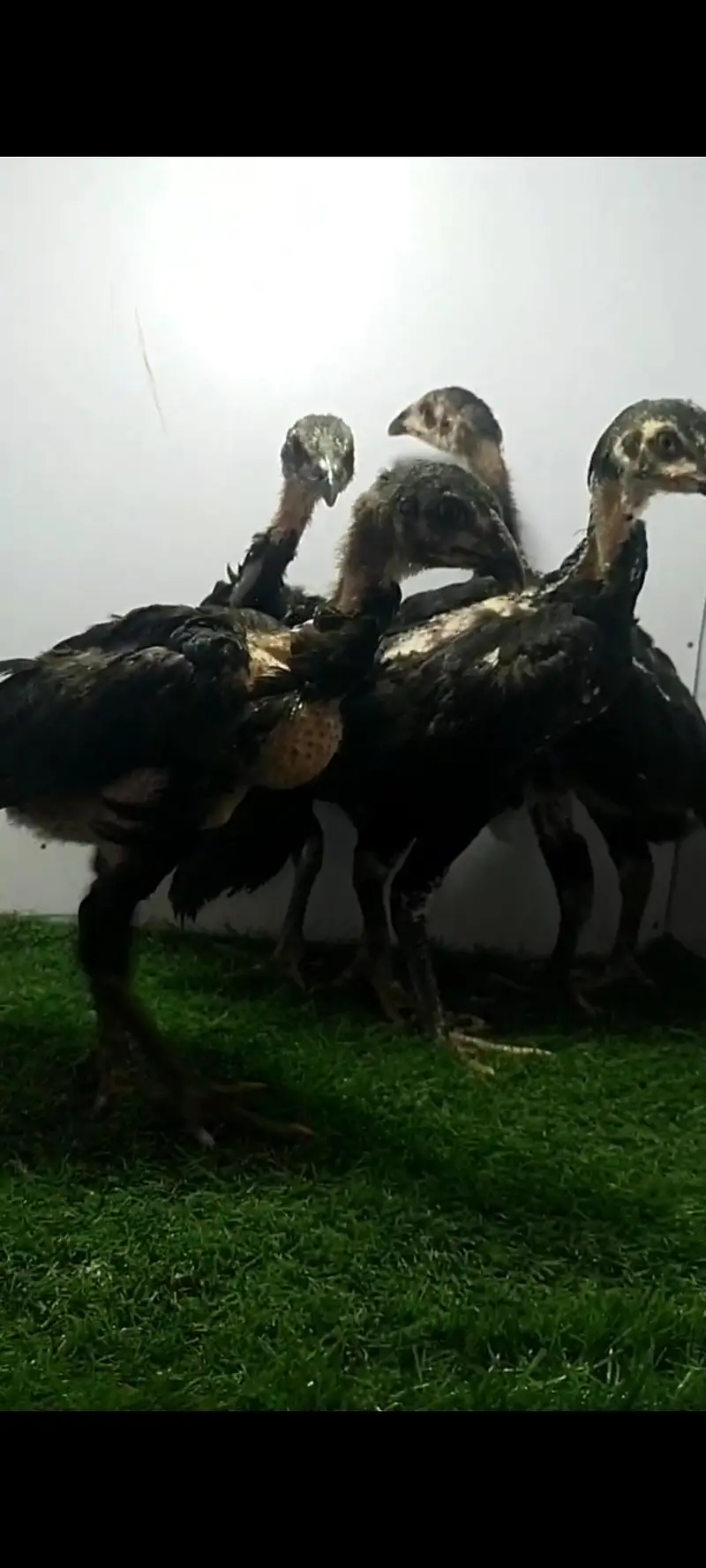 Thai aseeli panus pakoya chicks  pure full black — photo 6