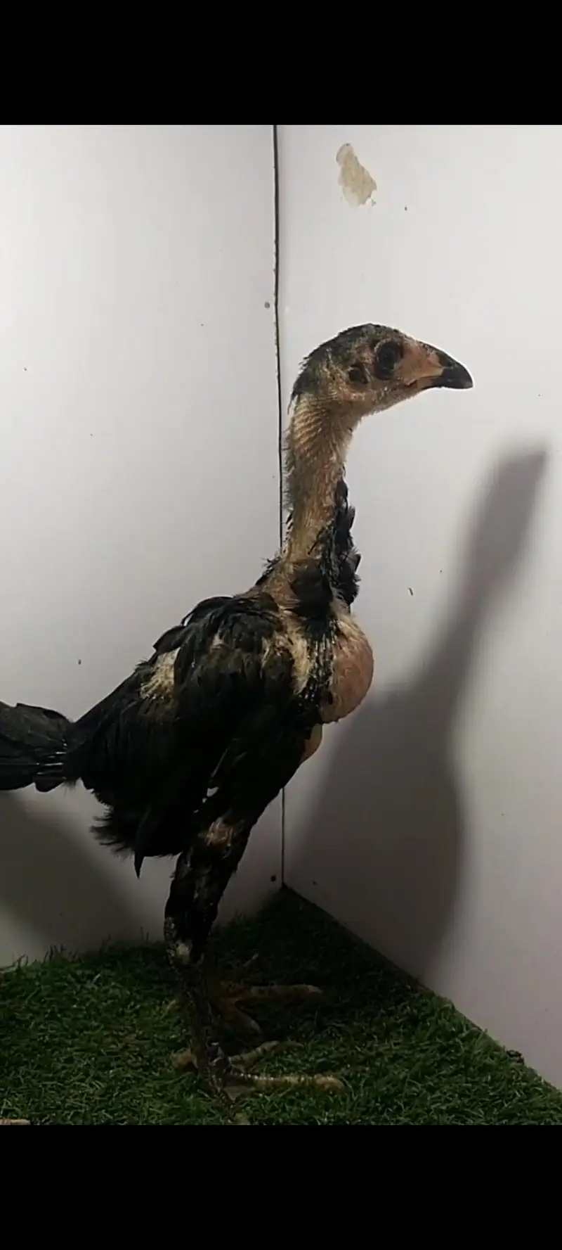 Thai aseeli panus pakoya chicks  pure full black — photo 7