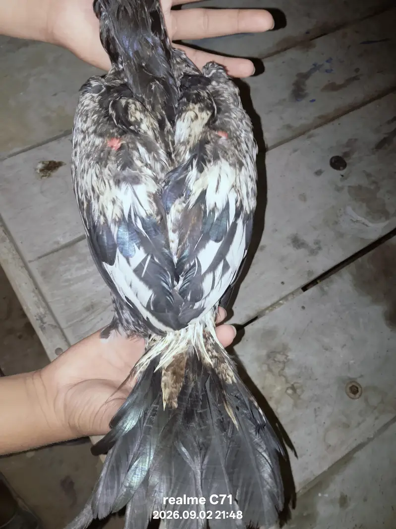 Black Aseel Murgha For Sale — photo 3