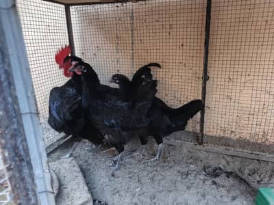 Australorp ready to breed set for sale