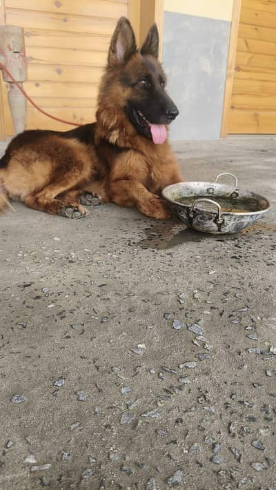 german shepherd female dog