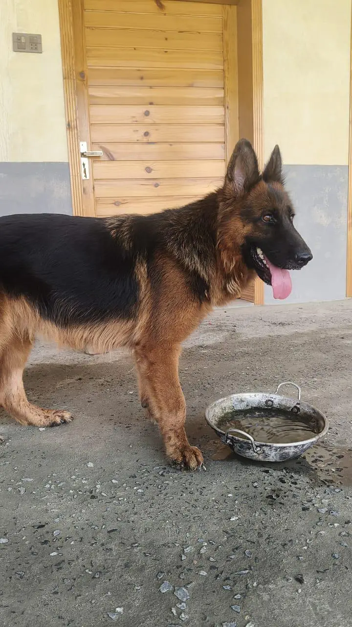 german shepherd female dog — photo 2