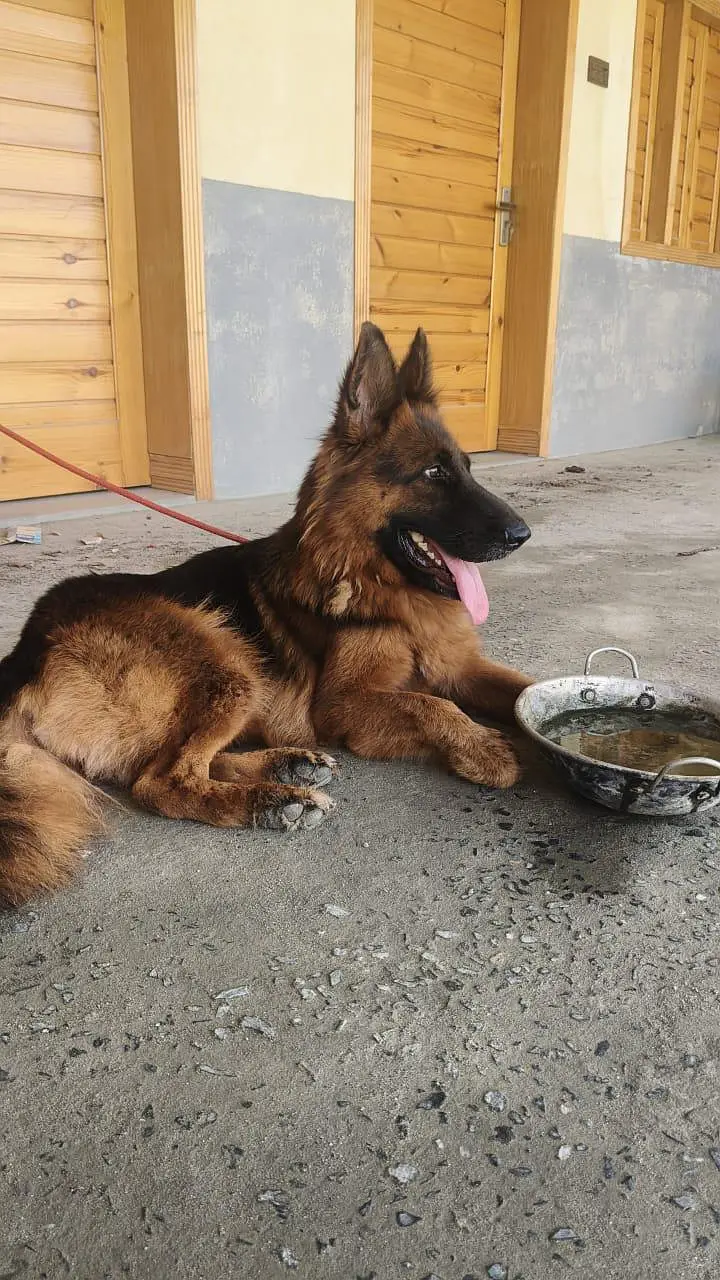 german shepherd female dog — photo 3