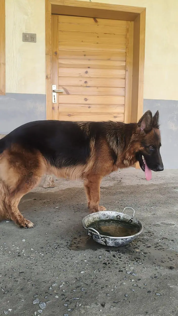 german shepherd female dog — photo 4