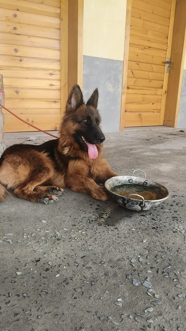german shepherd female dog — photo 5