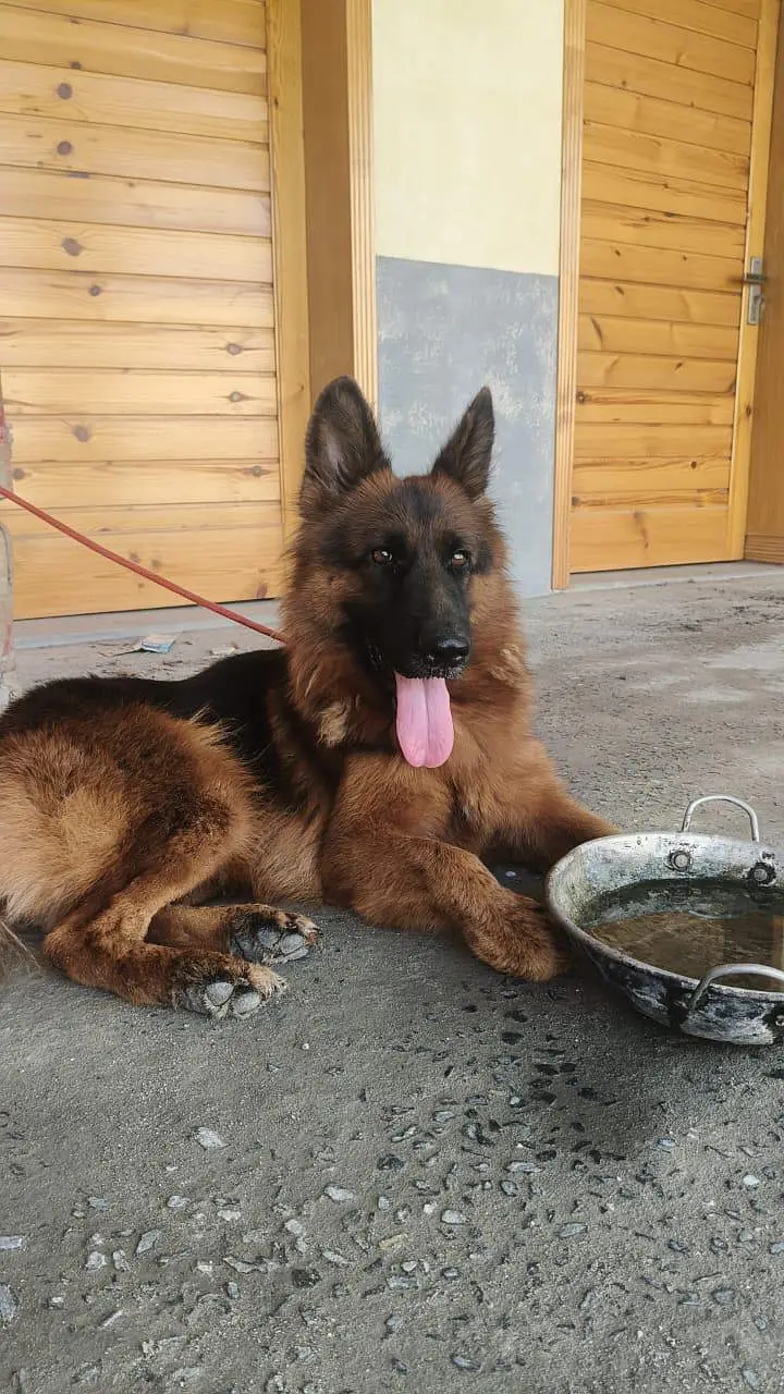 german shepherd female dog — photo 6