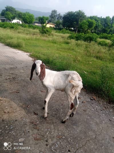 bkrota achi Nadal ka mjbori ha sale kr Ra hn