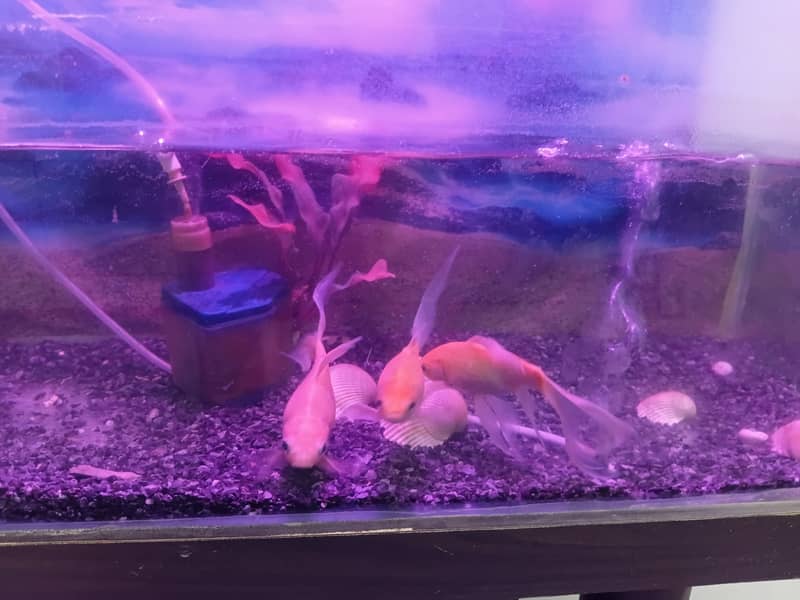 aquarium 0