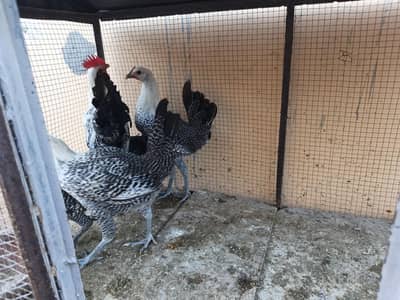 Pure fayyomi hen ready to breed set for sale