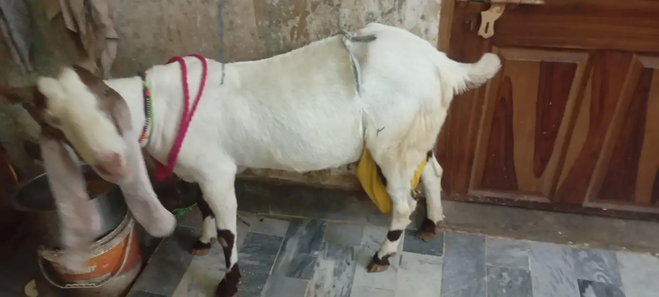 mashallah sy full active 03150133296 — photo 2