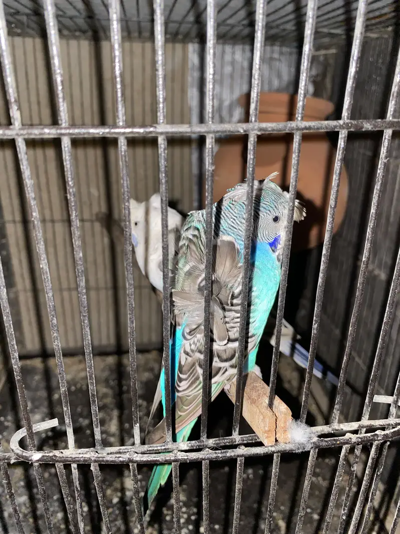 Hogoromo Undersize — photo 5