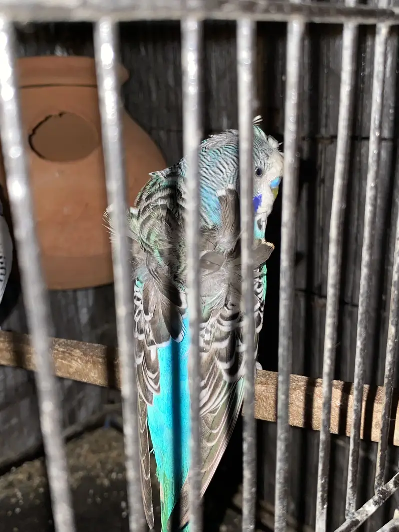 Hogoromo Undersize — photo 7