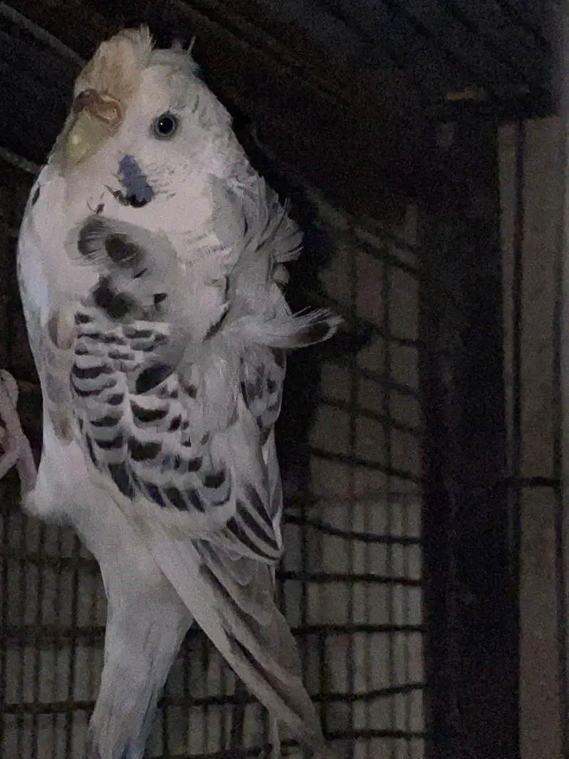 Hogoromo Undersize — photo 11