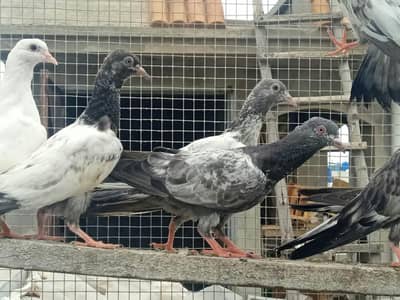 High flyer baby pigeons  is  goog quality  and condttion