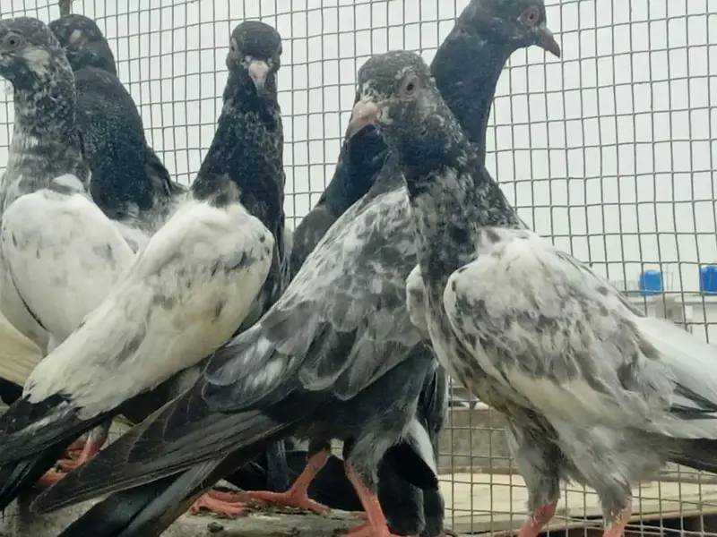 High flyer baby pigeons  is  goog quality  and condttion — photo 2