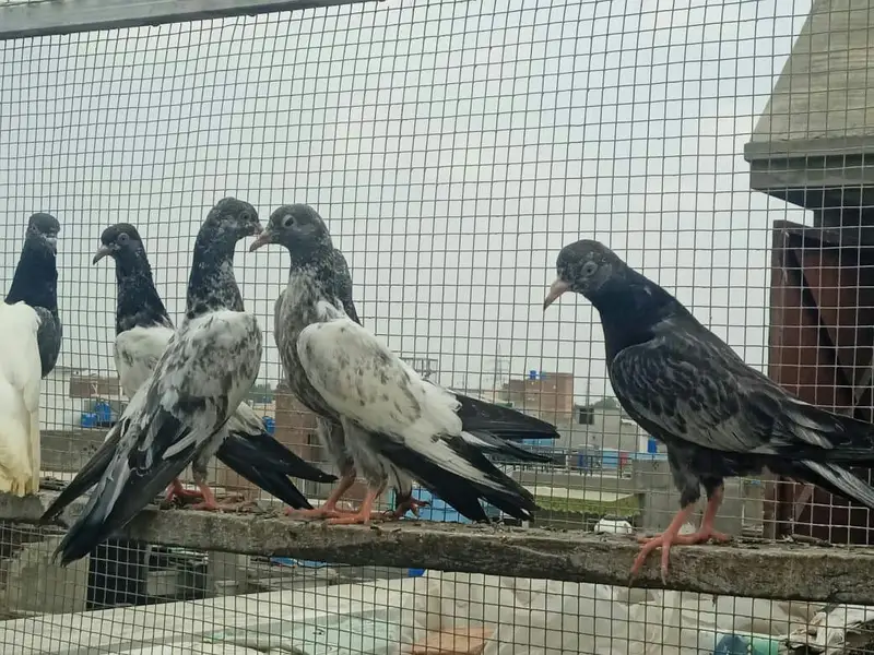 High flyer baby pigeons  is  goog quality  and condttion — photo 3