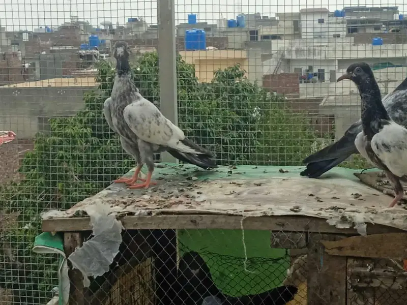 High flyer baby pigeons  is  goog quality  and condttion — photo 5