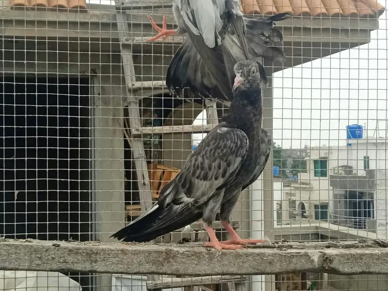 High flyer baby pigeons  is  goog quality  and condttion — photo 6