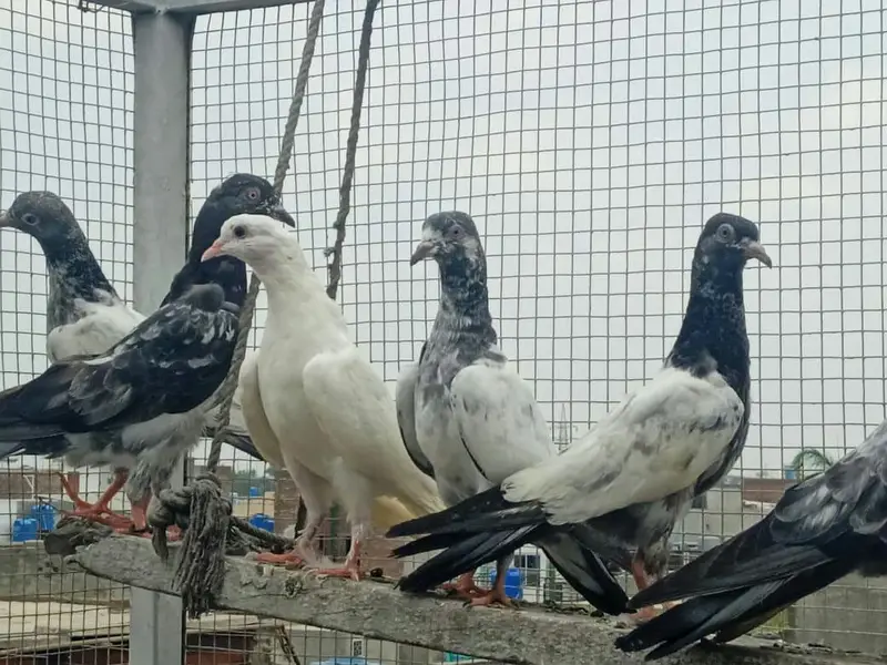 High flyer baby pigeons  is  goog quality  and condttion — photo 7