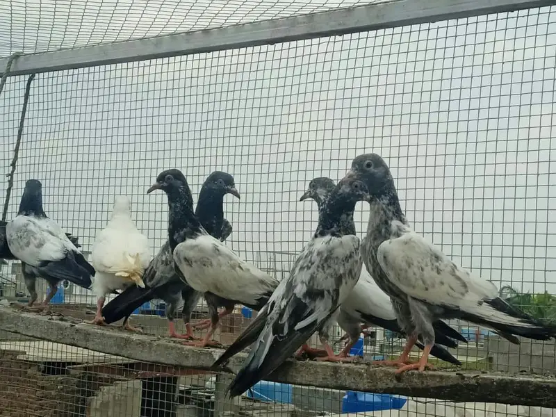 High flyer baby pigeons  is  goog quality  and condttion — photo 8