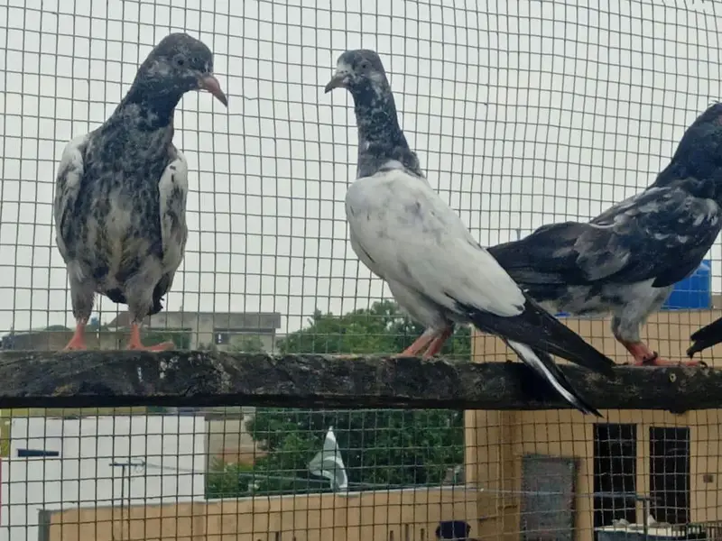 High flyer baby pigeons  is  goog quality  and condttion — photo 9