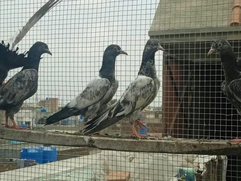 High flyer baby pigeons  is  goog quality  and condttion — photo 10