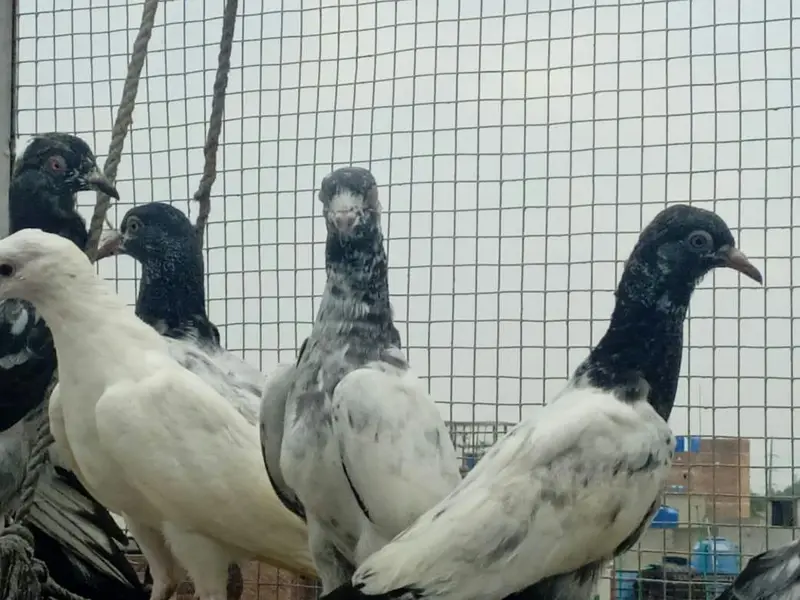 High flyer baby pigeons  is  goog quality  and condttion — photo 11
