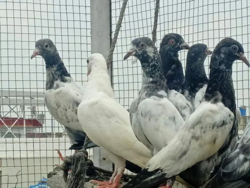 High flyer baby pigeons  is  goog quality  and condttion — photo 12