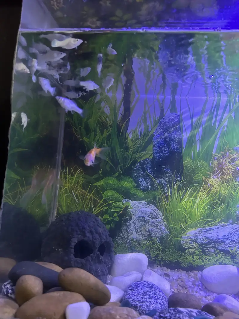 Molly Fish For sale